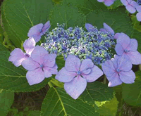ajisai