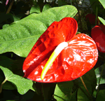 anthrium