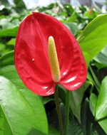 anthurium