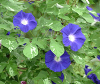 asagao