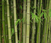 bamboo