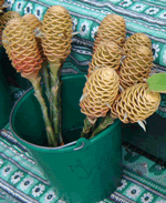 bee hive ginger
