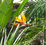 bird of paradise