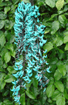 blue jade