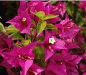 bougainvillea