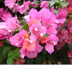 bougainvillea2
