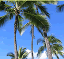 coconuttree