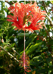 coralhibiscus