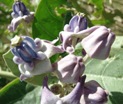 crown flower
