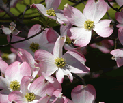 dogwood