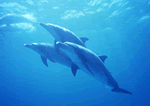 dolphin