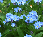 forgetmenot