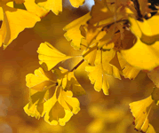 ginko