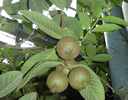 Guava