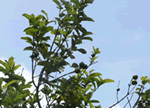 guava