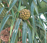 hala photo
