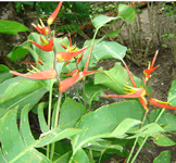 heliconia