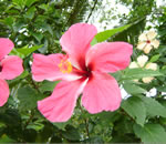 hibiscus