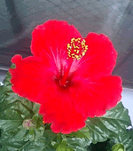 hibiscus