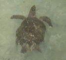 honu