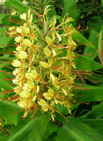 kahili ginger