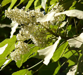 flower of kukui