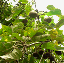 Kukui