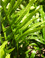 lauaephoto