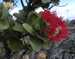 lehua