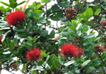 lehua2