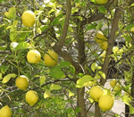 lemon