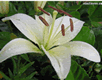 lily