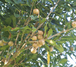 macadamianuts