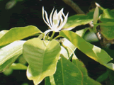miulanaphoto