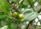 mokihana