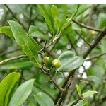 mokihana
