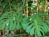 monstera