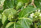 noni