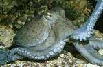 octopus