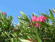 oleander