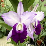 orchid