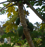 papaya