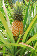 pinapple