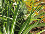 pinaple