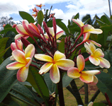 plumeria