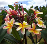 plumeria