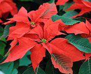poinsetia
