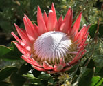 protea