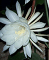 puhahouphoto