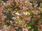 raibow shower tree
